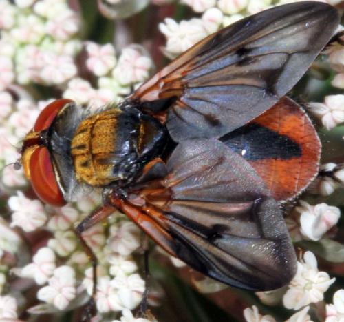 Ectophasia crassipennis